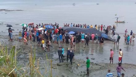 Baleia encalhada em Salvador — Foto: Cid Vaz/TV Bahia.