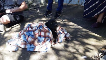 Vizinha chegou a socorrer um cão que estava morrendo afogado na piscina da casa abandonada. — Foto: Paulo Gonçalves/EPTV.
