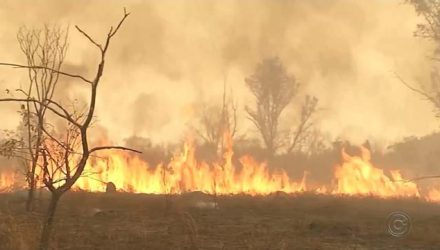 Queimada dura mais de 40 horas em Castilho — Foto: Reprodução/TV TEM