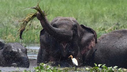 Imagem de um elefante asiático selvagem se alimentando, em 2017 — Foto: Biju Boro/AFP.