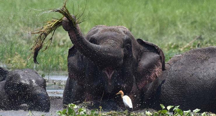 Imagem de um elefante asiático selvagem se alimentando, em 2017 — Foto: Biju Boro/AFP.