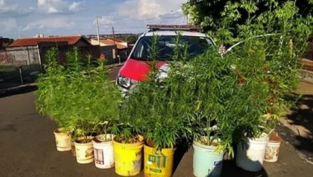 Foram apreendidos un total de 10 pés de maconha e 27 porções embaladas da mesma droga. Foto: DIVULGAÇÃO/PM