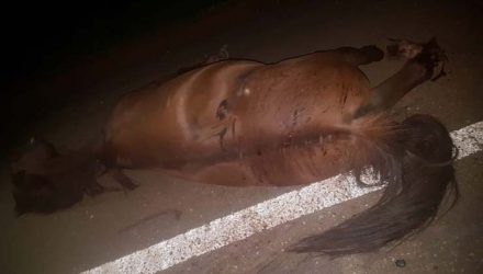 Cavalo atravessava a pista e também morreu após o acidente — Foto: Divulgação.