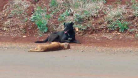 Cão fez 'vigília' ao lado de cachorro morto em estrada — Foto: Arquivo Pessoal.