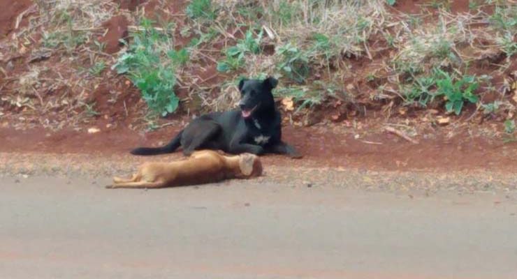 Cão fez 'vigília' ao lado de cachorro morto em estrada — Foto: Arquivo Pessoal.