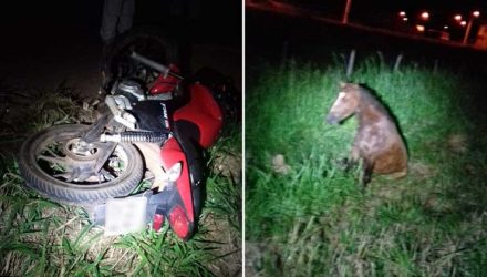 Motociclista morre após atropela cavalo em Itaberaí — Foto: PRF/Divulgação.