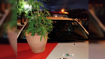 Foram apreendidos um pé de maconha, além de porções da mesma droga e de cocaína. Fotos: DIVULGAÇÃO/PM