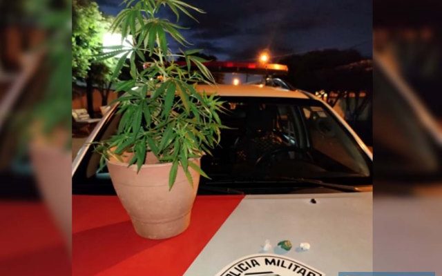 Foram apreendidos um pé de maconha, além de porções da mesma droga e de cocaína. Fotos: DIVULGAÇÃO/PM