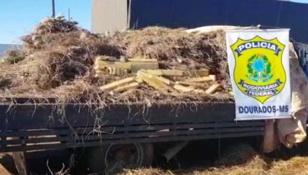 Tabletes de maconha estavam escondidos em meio a carga de abacaxi; carregamento foi apreendido nesta segunda-feira em Ponta Porã — Foto: PRF/Divulgação.