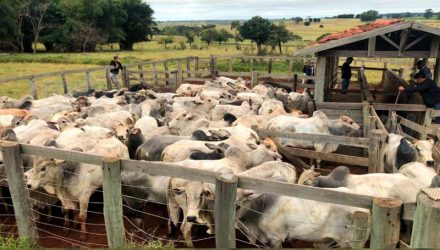 Cabeças de gado foram furtadas em Promissão e encontradas em Herculândia. Foto: DIG de Tupã