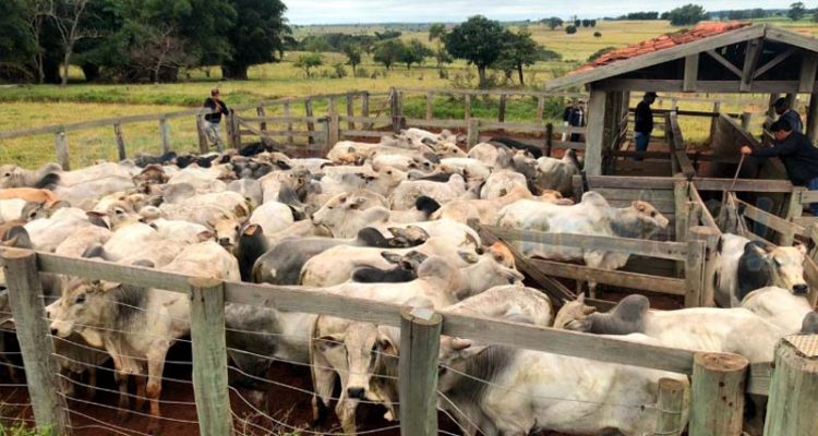Cabeças de gado foram furtadas em Promissão e encontradas em Herculândia. Foto: DIG de Tupã