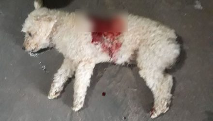 Cachorro da raça Poodle, chamado de "Floquinho', foi vitima de um Pit Bull na praça João Leite, na Vila Mineira. Foto: Internauta