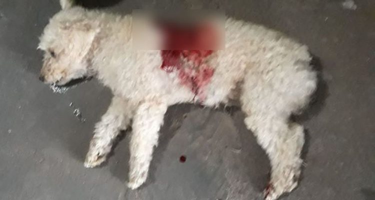Cachorro da raça Poodle, chamado de "Floquinho', foi vitima de um Pit Bull na praça João Leite, na Vila Mineira. Foto: Internauta