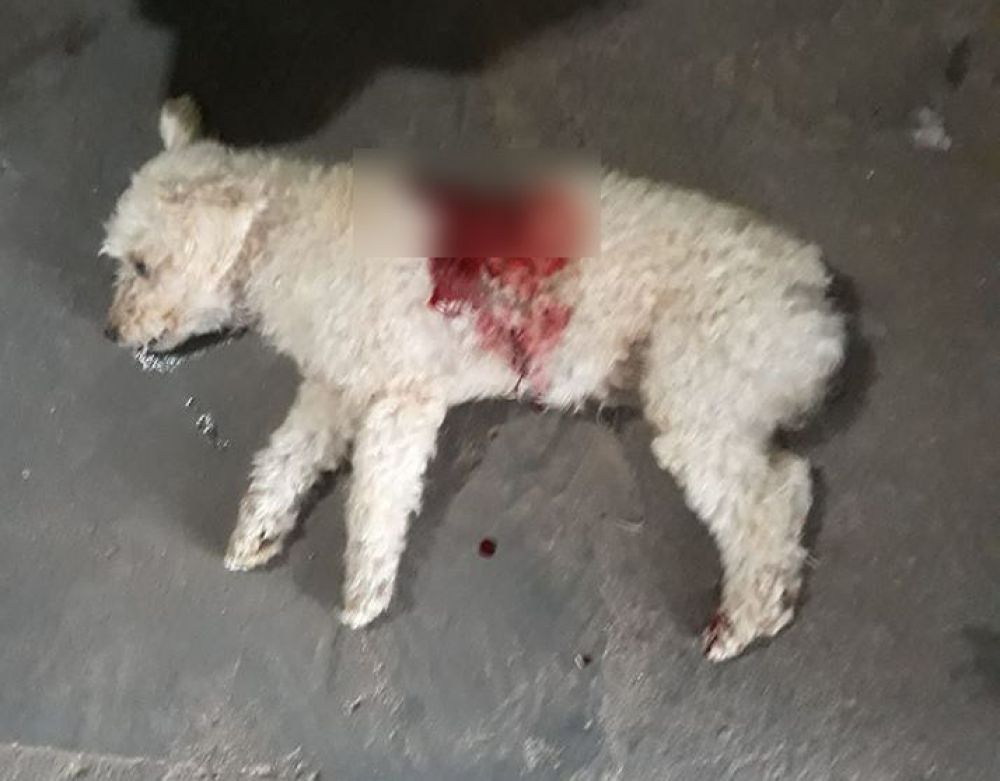 Cachorro da raça Poodle, chamado de "Floquinho', foi vitima de um Pit Bull na praça João Leite, na Vila Mineira. Foto: Internauta