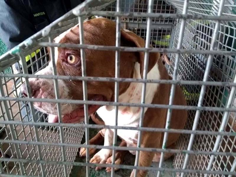 Pitbulls atacaram dois homens em Tupi Paulista — Foto: Polícia Militar Rodoviária