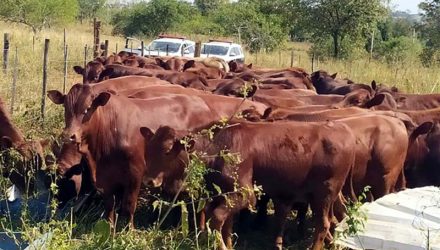 46 cabeças de gado furtados em Marabá paulista foram recuperados no assentamento Três Barras, em Castilho. Foto: Polícia Civil
