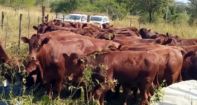46 cabeças de gado furtados em Marabá paulista foram recuperados no assentamento Três Barras, em Castilho. Foto: Polícia Civil