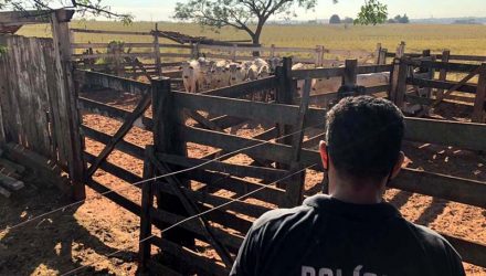 Polícia Civil encontrou gado em fazenda em Pereira Barreto — Foto: Divulgação/Polícia Civil