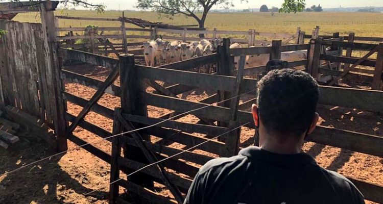 Polícia Civil encontrou gado em fazenda em Pereira Barreto — Foto: Divulgação/Polícia Civil