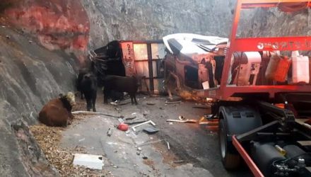 Segundo a polícia, alguns animais conseguiram escapar e foram cercados pela equipe. Foto: divulgação/PRF