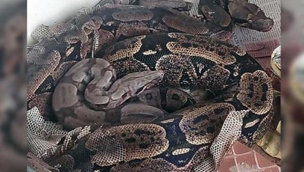 Fotos: PMA/Divulgação