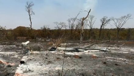 Queimada atinge parque estadual e ameaça espécies no interior de São Paulo — Foto: Reprodução/TV TEM