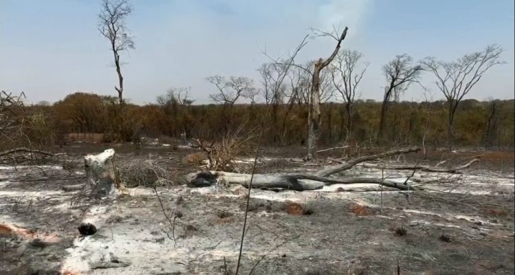 Queimada atinge parque estadual e ameaça espécies no interior de São Paulo — Foto: Reprodução/TV TEM