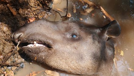cabeça de uma anta foi localizada com os caçadores ilegais. Foto: PMA