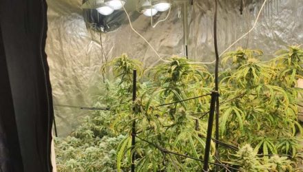 Plantação de maconha foi apreendida em apartamento de Higienópolis, bairro nobre de São Paulo — Foto: Divulgação/Polícia Militar de SP.