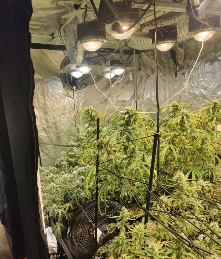Plantação de maconha foi apreendida em apartamento de Higienópolis, bairro nobre de São Paulo — Foto: Divulgação/Polícia Militar de SP.