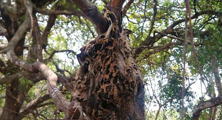 Cabeça de onça-pintada foi encontrada pendurada em árvore — Foto: Divulgação.