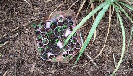 Pés de maconha encontrados em canavial de Iracemápolis — Foto: Guarda Civil.
