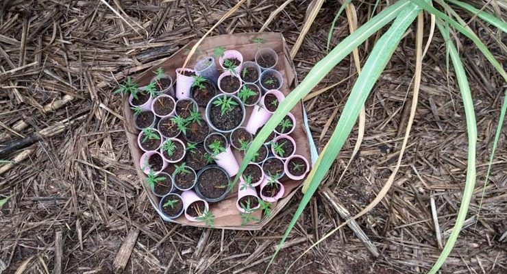 Pés de maconha encontrados em canavial de Iracemápolis — Foto: Guarda Civil.