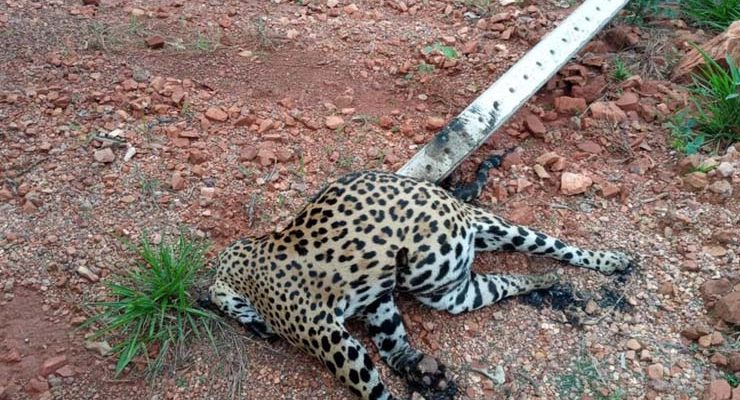 Onça-pintada morre ao ser atingida por poste derrubado por árvore em rodovia de Sinop — Foto: Divulgação.