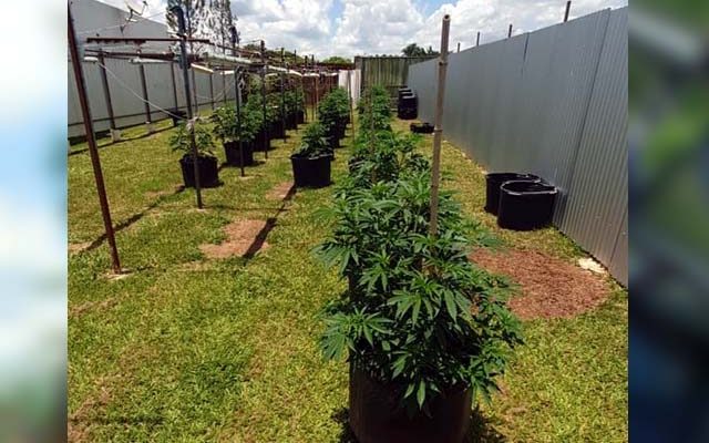 Pés de maconha apreendidos em casa de delegado da PCDF, em São Sebastião — Foto: PCDF/Divulgação