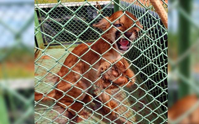 Animal ainda era filhote e estava debilitado. Foto: PMA/Divulgação