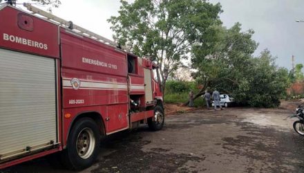 Bombeiros atenderam pelo menos cinco pedidos de ajuda para queda de árvores. Foto: MANOEL MESSIAS/Agência