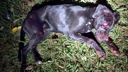 Cachorro teve face, garganta e céu da boca cortados pelo golpe da pequena foice. Foto: DIVULGAÇÃO