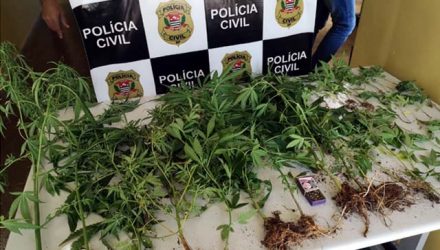 Foram apreendidos vários pés de maconha. Foto: Polícia Civil/Divulgação