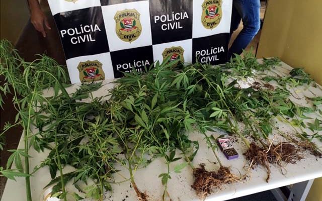 Foram apreendidos vários pés de maconha. Foto: Polícia Civil/Divulgação