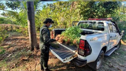 Foram apreendidos quase 100 pés de maconha. Foto? PMA/Divulgação