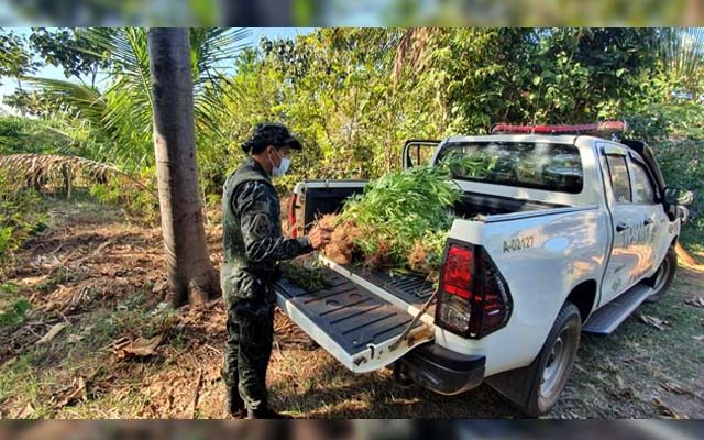 Foram apreendidos quase 100 pés de maconha. Foto? PMA/Divulgação