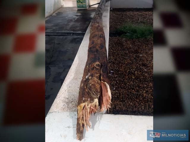 Pedaço de árvore utilizado para destruir veículo foi apreendido. Foto: MANOEL MESSIAS/Agência