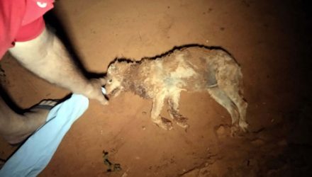 Proprietários lamentam a morte do cachorro Poodle de 12 anos, xodó da família. Foto: MASNOEL MESSIAS/Agência