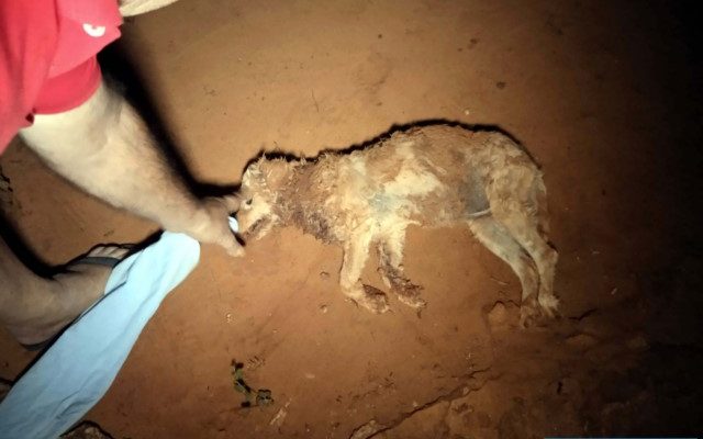 Proprietários lamentam a morte do cachorro Poodle de 12 anos, xodó da família. Foto: MASNOEL MESSIAS/Agência