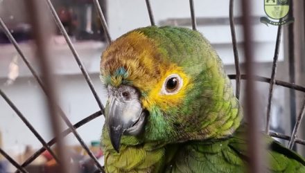 animais_silvestres1