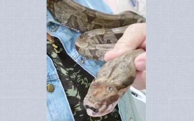 Jiboia levou pauladas na cabeça e foi resgatada por morador de sítio, em Barretos, SP — Foto: Arquivo Pessoal
