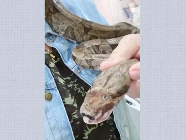 Jiboia levou pauladas na cabeça e foi resgatada por morador de sítio, em Barretos, SP — Foto: Arquivo Pessoal