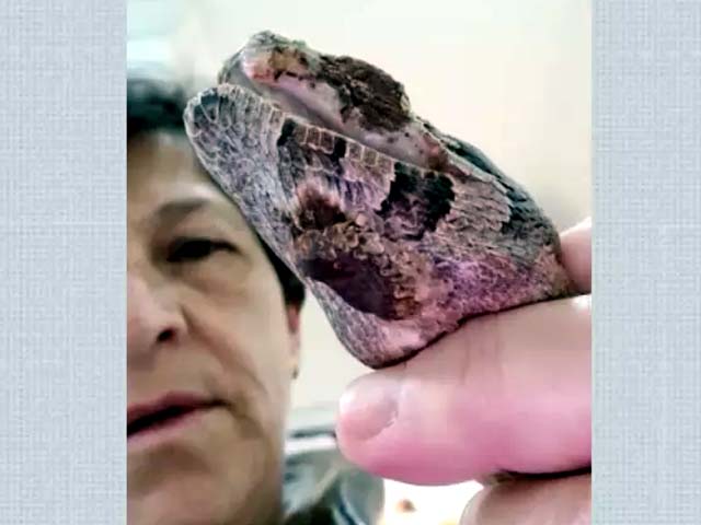 Animal teve mandíbula quebrada e deve passar por procedimento cirúrgico para reconstrução da boca — Foto: Arquivo Pessoal