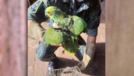 Papagaio-verdadeiro (Amazona aestiva) teve as asas aparadas e era mantido em cativeiro — Foto: Polícia Ambiental